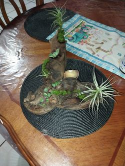 Plants