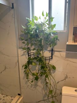 Plants