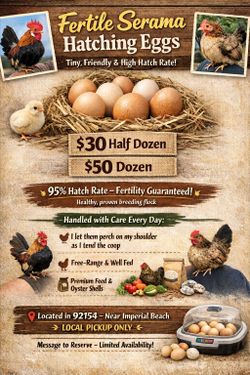 Fertile Eggs