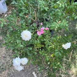 White Rose Bush 