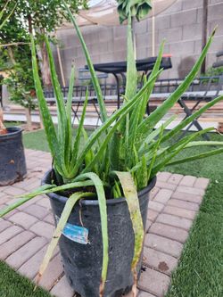 Aloe Vera 