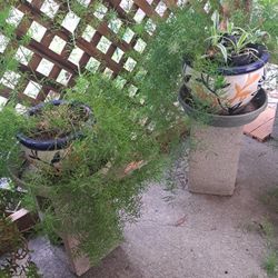 CLEARANCE! Plants and pots need to go. Check description below.