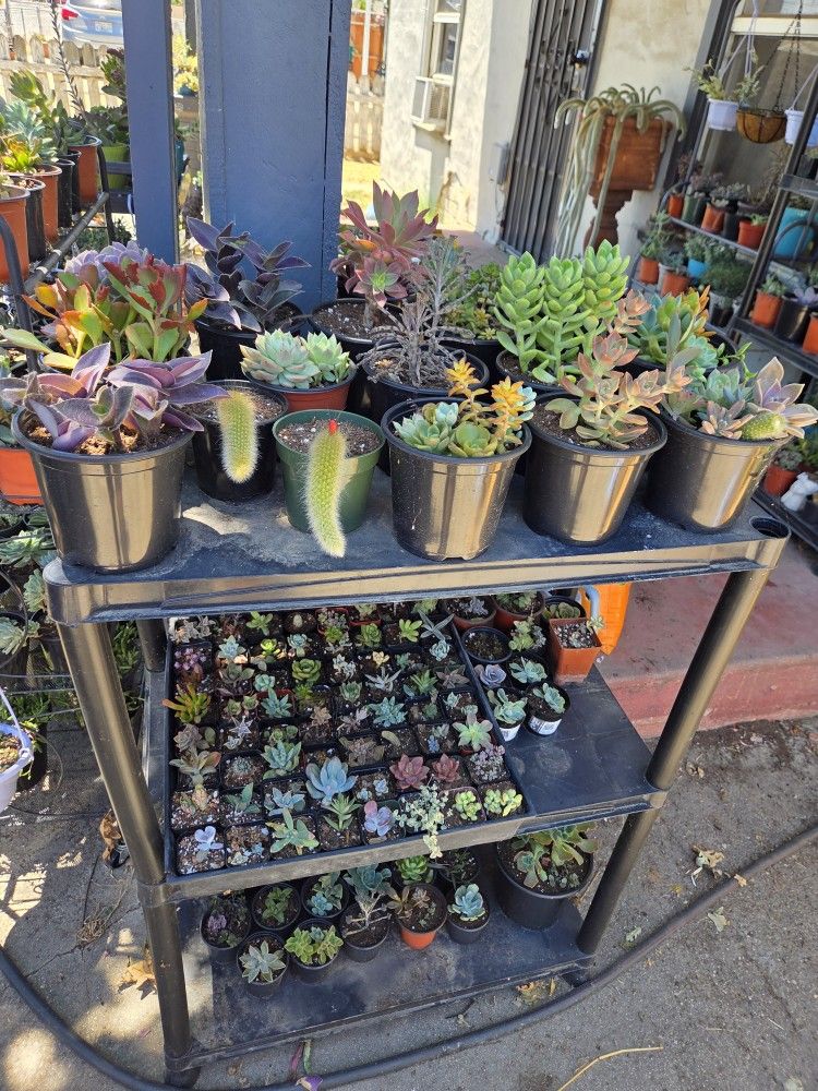 Succulents For Sale