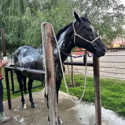 Wash Station 