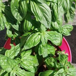 Basil
