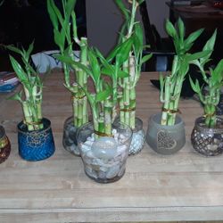 Bamboo Arrangements $15-25