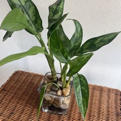 Planta Natural 