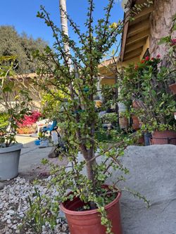 Known as Elephant Bush, Dwarf Jade Plant, or Spekboom