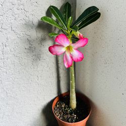 Desert Rose  Plant 