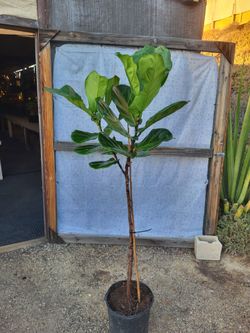 Fiddle Leaf Plant 5" Tall 14" Nursery Pot