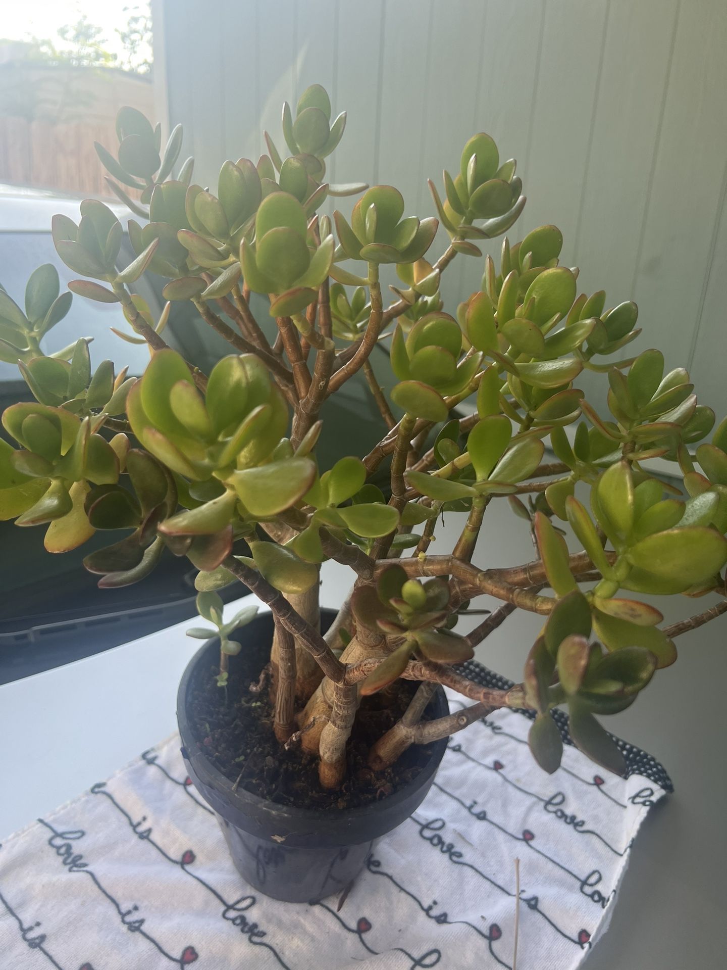 Plants