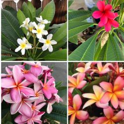 Plumeria  Plant . In A 1 Gallon Pot Flower Is From Mother Plant 