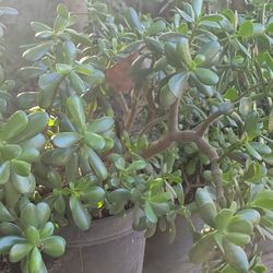 Large Jade Plants And Others 