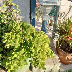 Jade Plant  Good Luck