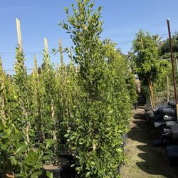 Ficus Nitida Indian Laurel Hedge