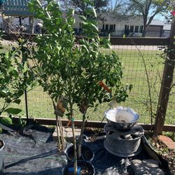 Dancy Tangerine tree 