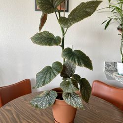 Angel Wing Begonia