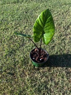 Alocasia dark stem