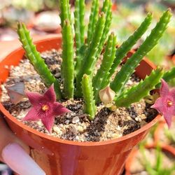 Dwarf Star Fish Succulent 