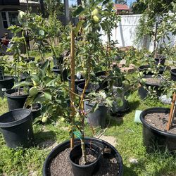 Multi Grafted Apple Tree with 6 varieties (Fruiting Now)
