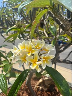 Plumeria Alba