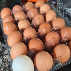 Organic Gate free Chicken Eggs 