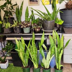 Indoors Plants.  Outdoor Plants.  Cactus.  Succulents 