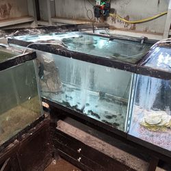 Three 40 Gallon Breeder Aquarium 