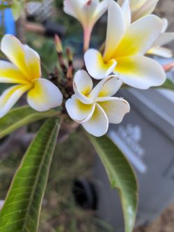 Plumeria Plant Large Pot