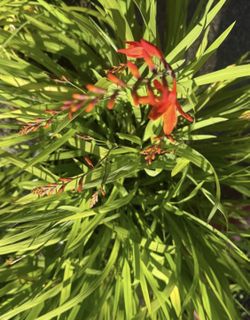 Crocosmia Starts