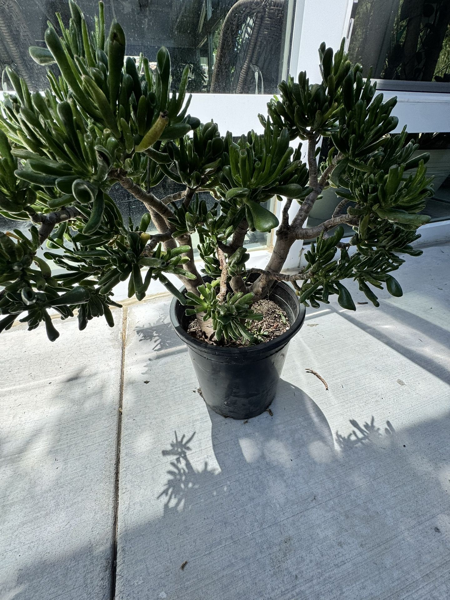 Beautiful Succulent