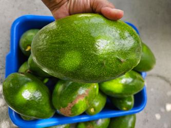 Aguacate