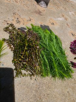 Aquatic plants for sells