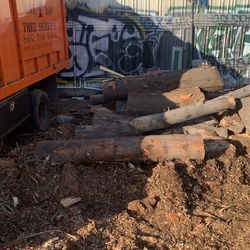 Ash Wood Logs Free