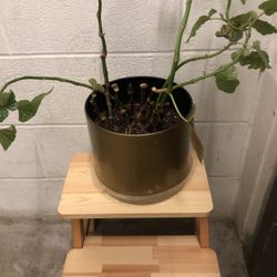 Ajene 2 - Step Wood Step Stool with plant