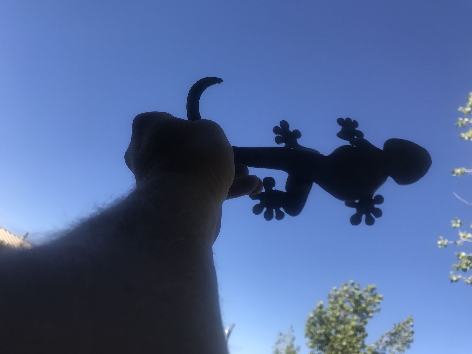 Geckos $6-10 each. Discounts