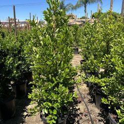 Carolina Cherry Privacy Hedge