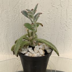 Fuzzy Succulent Plant