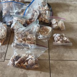 Various  seashells
