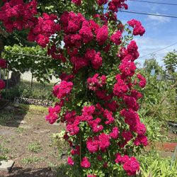 Climbing Rose Plant For You Yard Decoration 