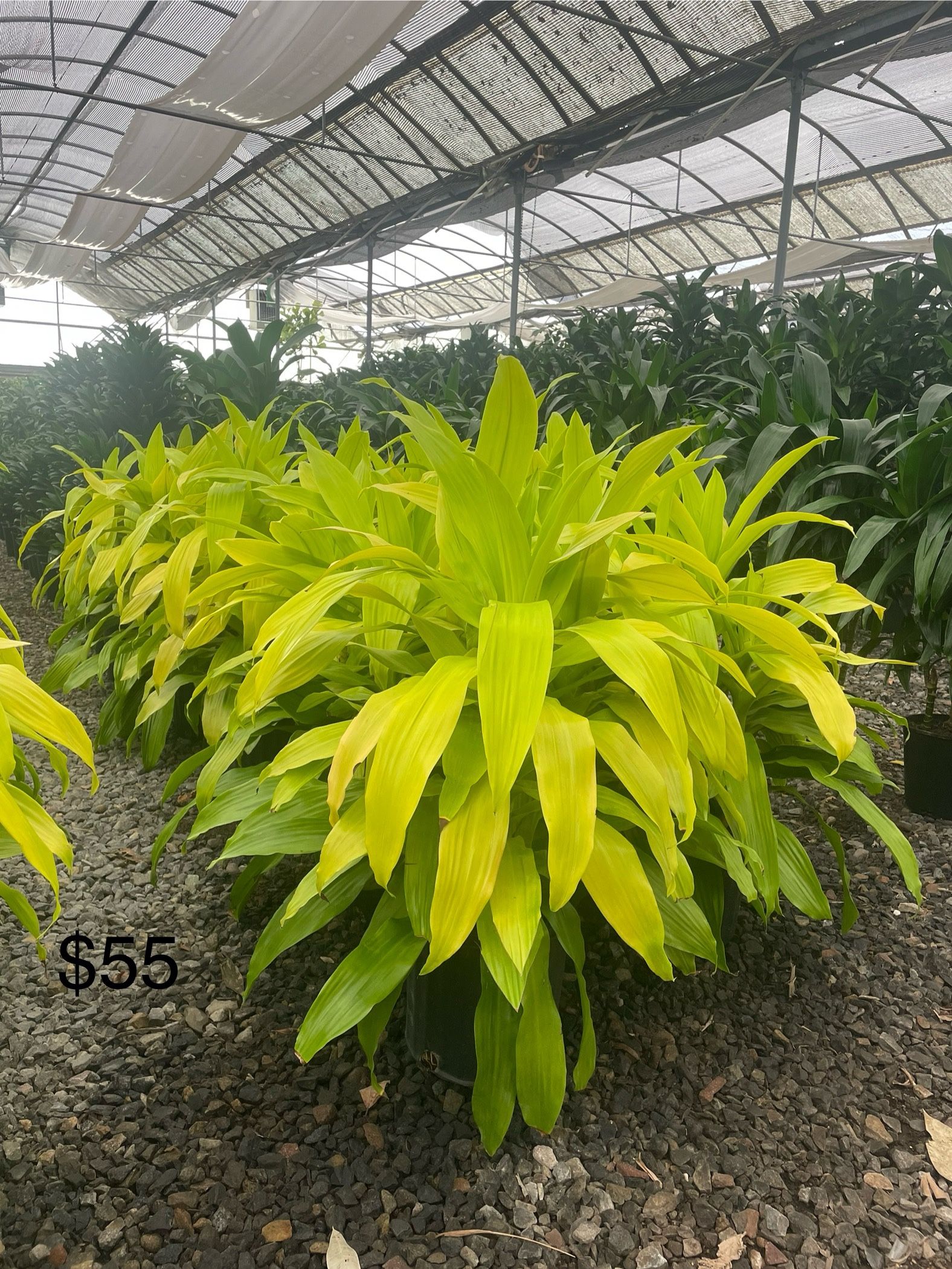 Plants For Sale