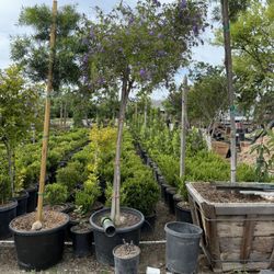 Duranta erecta – Patio Tree 24 Gallon