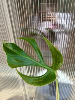 Mnstera Marx Flame 🔥