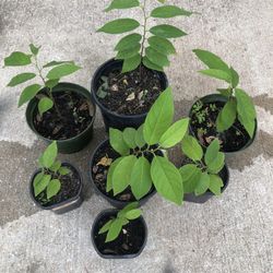 Sweet Sop Tree Aka Sugar Apple 