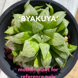 Haworthia Byakuya Midnight Sun 2 Years Plant Rare Succulent