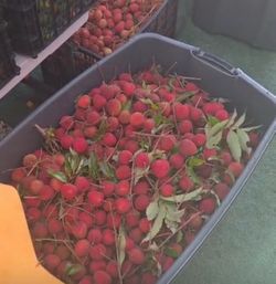 Lychee