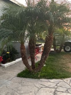 Pygmy Date Palm (Phoenix roebelenii