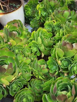 AENIMA  PLANTS