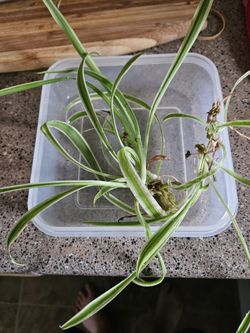 Spider Plant Starter