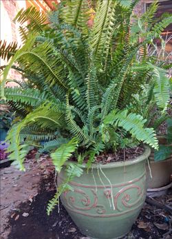 Lovely Patio/Porch Ferns